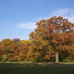 Oak Tree in Fall 