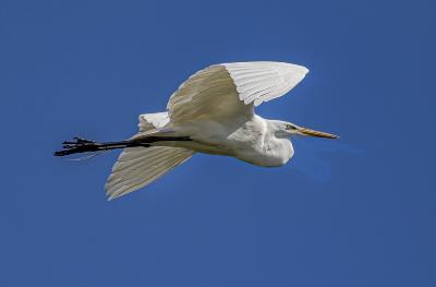 Great White Egret Flyover
