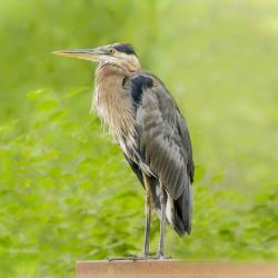 Great Blue Heron at the Spillway