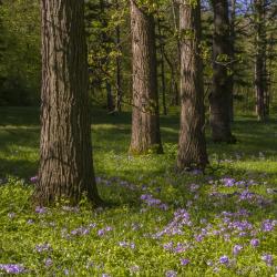 Larches and Wood Phlox in Spring