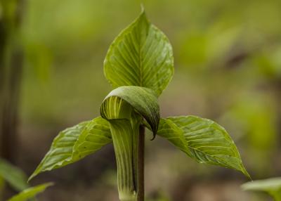 Jack in the Pulpit in Spring