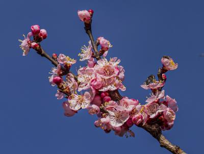 Pink Flowering Branch of Manchurian Apricot
