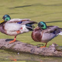 Male Mallards and a Turtle on a Log