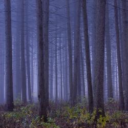 Moody Blues: Spruce Plot in Fog