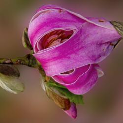 Deep pink Magnolia Flower Unfurling