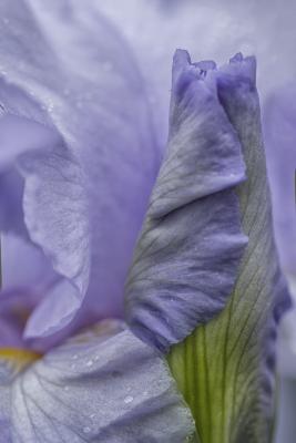 Pale Purple Iris Bud