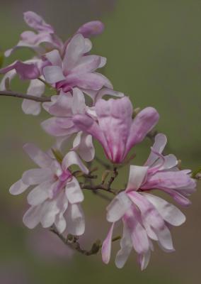 Branch of Magnolia stellata in Full Bloom