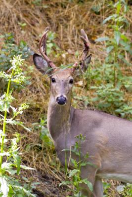 Young Male White Tailed Deer