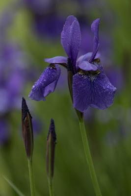 Blooming Iris sibirica with Buds