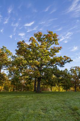 Millenium White Oak in Fall Against a Blue Sky
