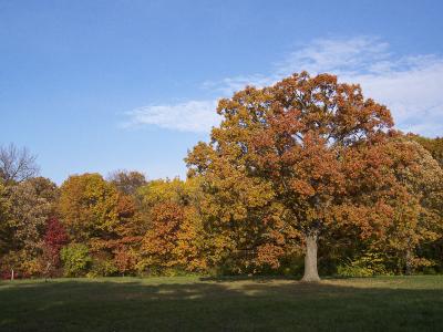 Oak Tree in Fall 