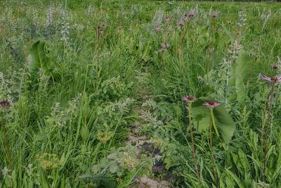 Schulenberg Prairie Path in Mid-June
