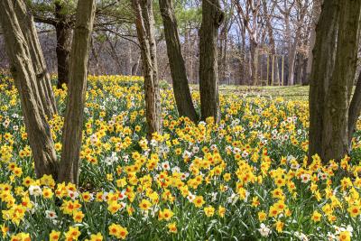 Spring Blooms of Daffodils