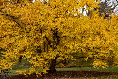 Golden Yellow Katsura Tree