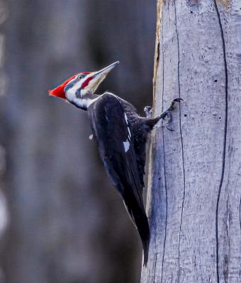 Pileated Woodpecker Clinging to a Tree