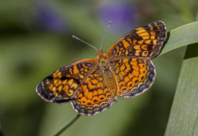 Pearl Crescent Butterfly