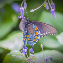 Close-up of Pipevine Swallowtail