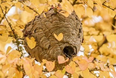 Paper Wasp Nest in a Katsura Tree