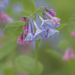 Branch of Pink and Blue Bluebells
