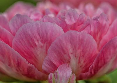 Soft Pink Peony Flower Close-up