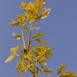 New leaves and flowers on a Quercus macrocarpa in the Oak Collection