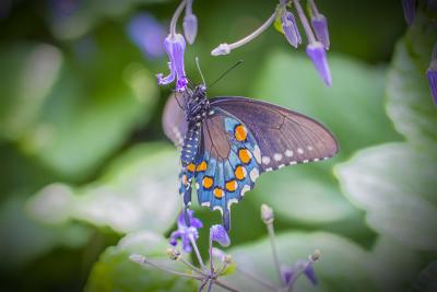 Close-up of Pipevine Swallowtail
