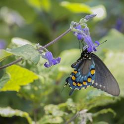 Pipevine Swallowtail on Ground Clematis