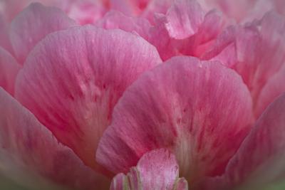 Soft Pink Peony Petals