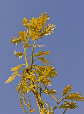 New leaves and flowers on a Quercus macrocarpa in the Oak Collection