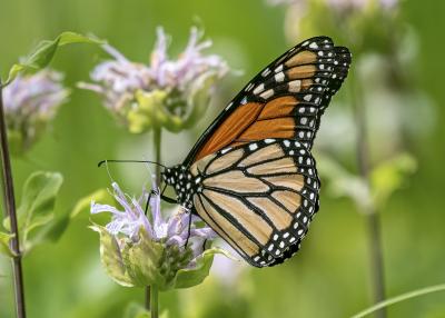 Monarch on Monarda in Schulenberg Prairie