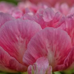 Soft Pink Peony Flower Close-up