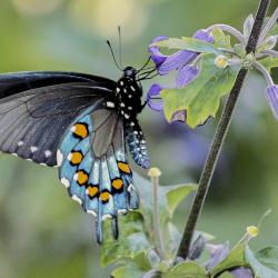 Close-up of Pipevine Swallowtail on Clematis