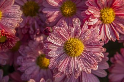 Close-up of Pink Aster Flowers