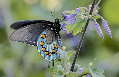 Close-up of Pipevine Swallowtail on Clematis