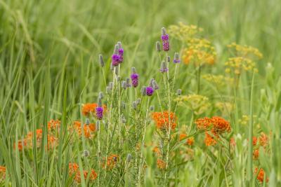 Purple Clover, Butterfly Weed, and Prairie Parsley