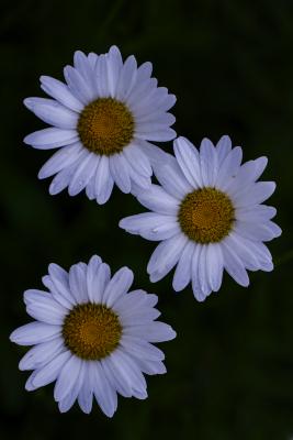Three Shasta Daisy Flowers
