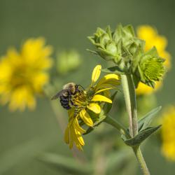 Bee on Silphium integrifolium