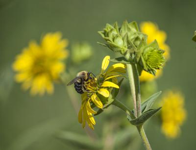Bee on Silphium integrifolium
