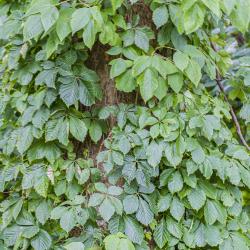Poison Ivy and Virginia Creeper Together