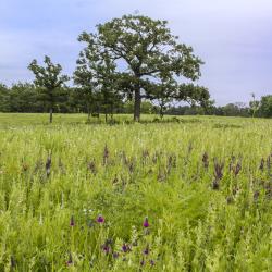 Schulenberg Bur Oak Landscape with Leadplant and Prairie Clover