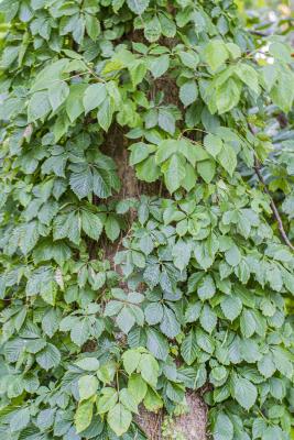 Poison Ivy and Virginia Creeper Together
