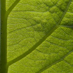 Prairie Dock Leaf Detail