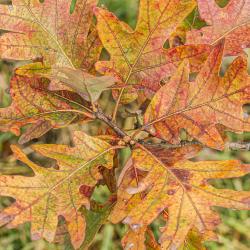 Quercus alba leaves in Fall