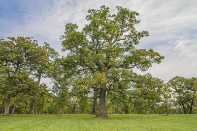 Millennium Oak Tree in Early Fall