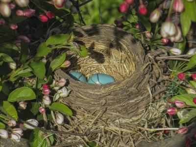 Robin's Nest with Eggs in a Crabapple Tree