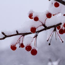 Snow on Crabapple Branch with Berries