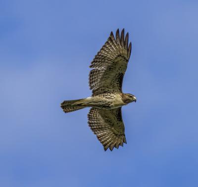 Red Tailed Hawk Flying