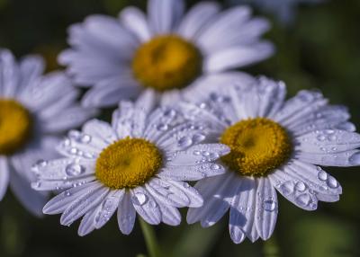 Shasta Daisy Flowers with Droplets