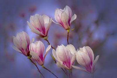 Saucer Magnolia Flowers 