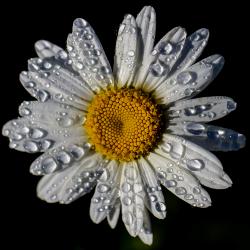 Single Shasta Daisy Flower with Droplets